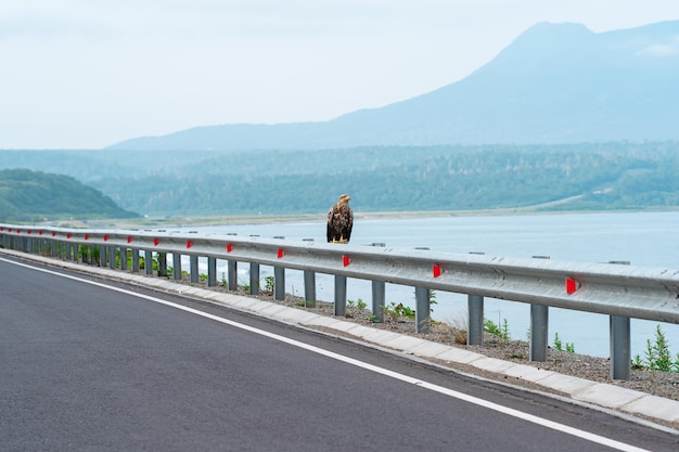 Bielik szary siedzi na barierce drogowej na skraju nadmorskiej autostrady na tle mglistej zatoki Kunashir Island