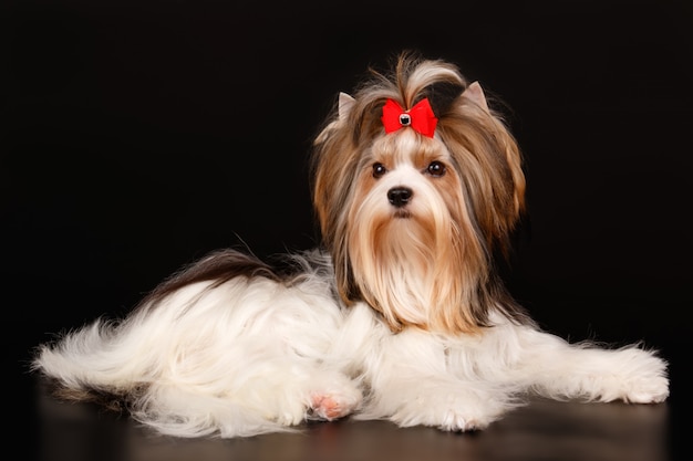 Biewer Yorkshire Terrier na czarnym tle