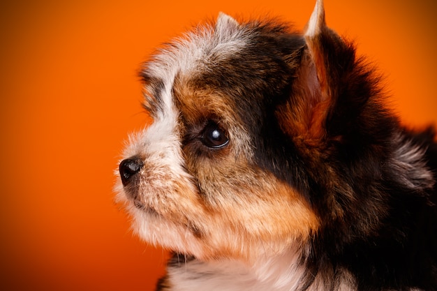 Biewer Yorkshire Terrier Na Czerwonym Tle