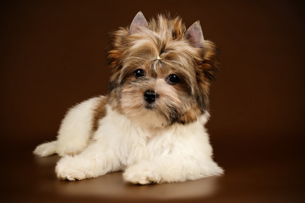 Biewer Yorkshire Terrier na kolorowym tle