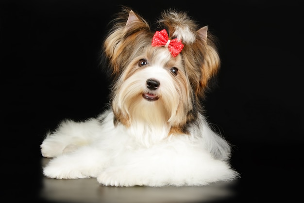 Biewer Yorkshire Terrier na kolorowym tle