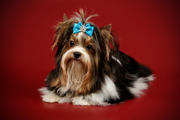 Biewer Yorkshire Terrier na kolorowym tle