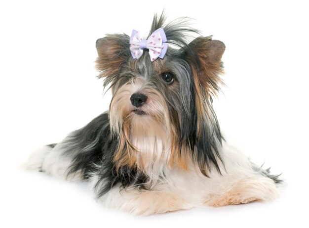 Zdjęcie biewer yorkshire terrier