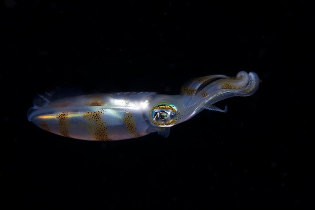 Bigfin Reef Squid poluje nocą. Życie morskie Bali, Indonezja.