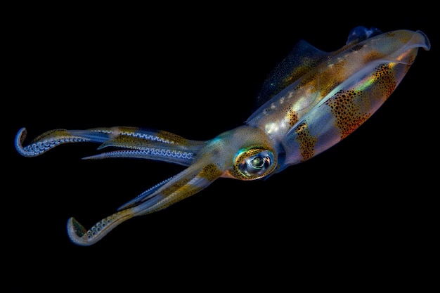 Bigfin Reef Squid poluje nocą. Życie morskie Bali, Indonezja.