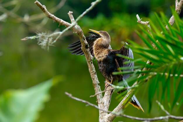 Biguatinga Anhinga anhinga to ptak wodny, który przyciąga uwagę swoimi rozmiarami