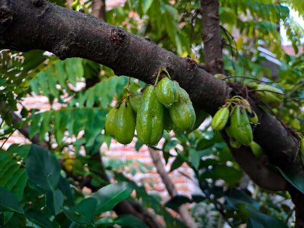 Zdjęcie bilimbi drzewo ogórka kamias sorrel drzewo tamarynd starfruit buloh starfruit bimbiri na pniach drzew