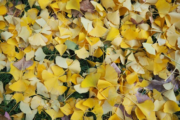 Biloba liście Ginkgo biloba leżące na ziemi Żółte liście Ginkgo rodzaj nagonasiennych liściastych roślin reliktowych klasy Ginkgo Jesień w parku miejskim lub lesie Naturalne tło