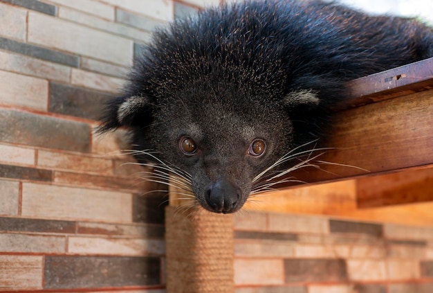 Binturong Arctictis binturong śpiący znany również jako bearcat