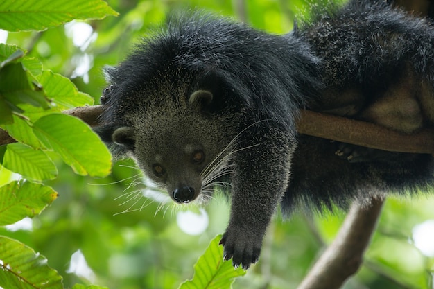 Zdjęcie binturong