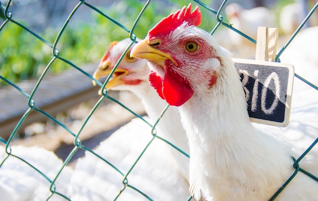 Bio kurczaki na domowej farmie. Selektywna ostrość.