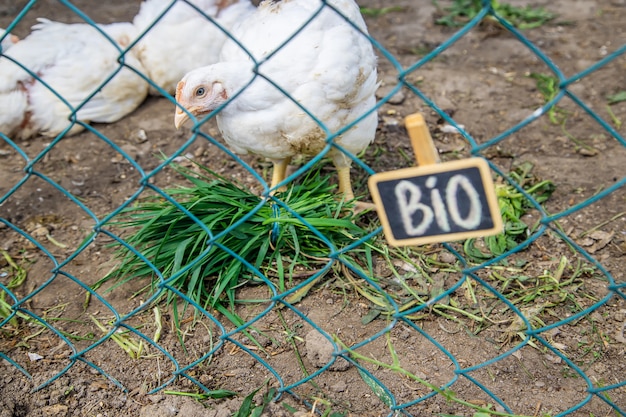 Bio Kurczaki W Gospodarstwie Domowym.