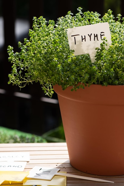 Bio ziele tymianku w doniczce Rosną na balkonie w miejskim ogrodzie Domowa uprawa świeżych ekologicznych produktów
