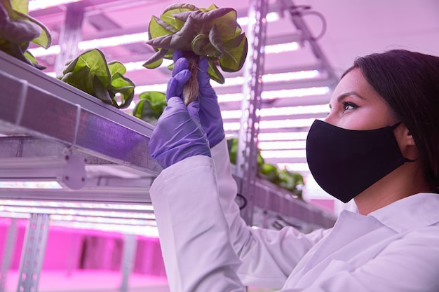 Biolog sprawdzający sadzonki roślin w laboratorium