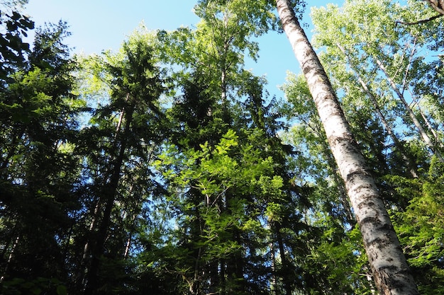 Biom tajgi zdominowany przez lasy iglaste Świerk Picea rodzaj wiecznie zielonych drzew iglastych z rodziny Pine Pinaceae Rosja Karelia Orzega Gęsty las Straszna miska Dziki opuszczony las