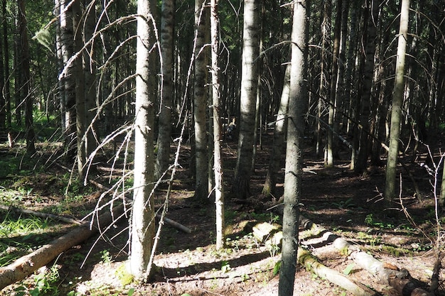 Biom tajgi zdominowany przez lasy iglaste Świerk Picea rodzaj wiecznie zielonych drzew iglastych z rodziny Pine Pinaceae Rosja Karelia Orzega Gęsty las Straszna miska Dziki opuszczony las