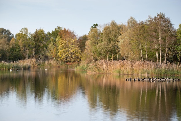 Bioróżnorodność Haff Reimech, tereny podmokłe i rezerwat przyrody w Luksemburgu, staw otoczony trzciną