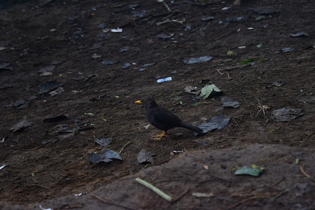 Bird Javan Myna