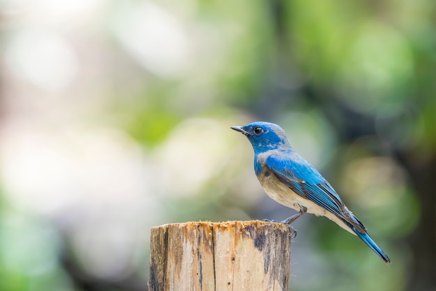 Bird (niebiesko-biały Flycatcher, Japanese Flycatcher) Męski Kolor Niebieski I Biały