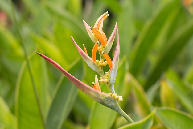 Bird of paradise kwiat w ogrodzie