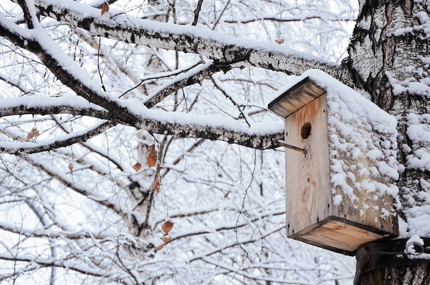 Birdhouse na śnieżnym drzewie