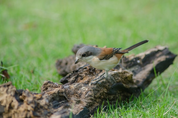 Birmańczyk dzierzba żeński perching na gałąź