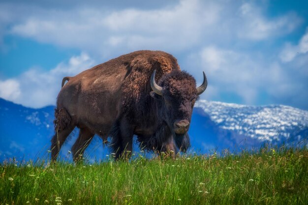 Zdjęcie bison amerykański stojący na polu