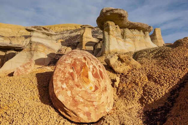 Zdjęcie bisti