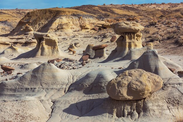 Zdjęcie bisti