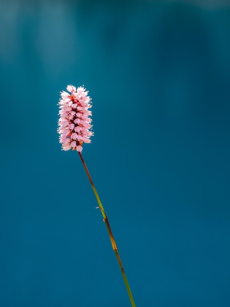 Bistorta officinalis Inne nazwy zwyczajowe snakeroot snakeroot snakeweed z bliska na niebieskim tle wody Widok pionowy