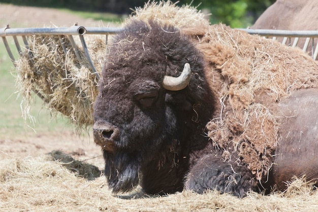 Zdjęcie bizon amerykański odpoczywający na polu