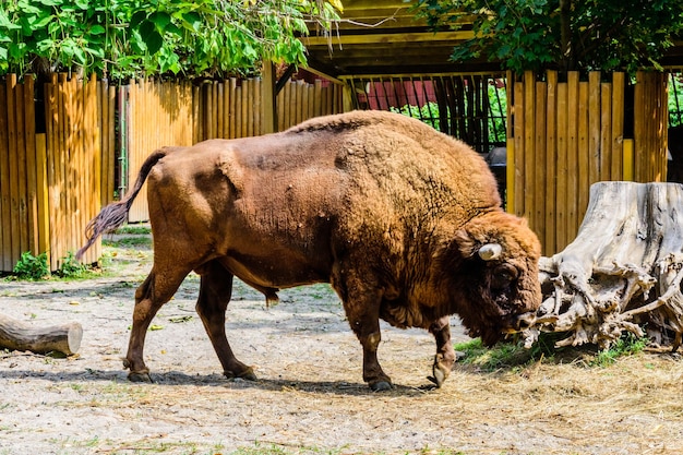 Bizon w zagrodzie na farmie