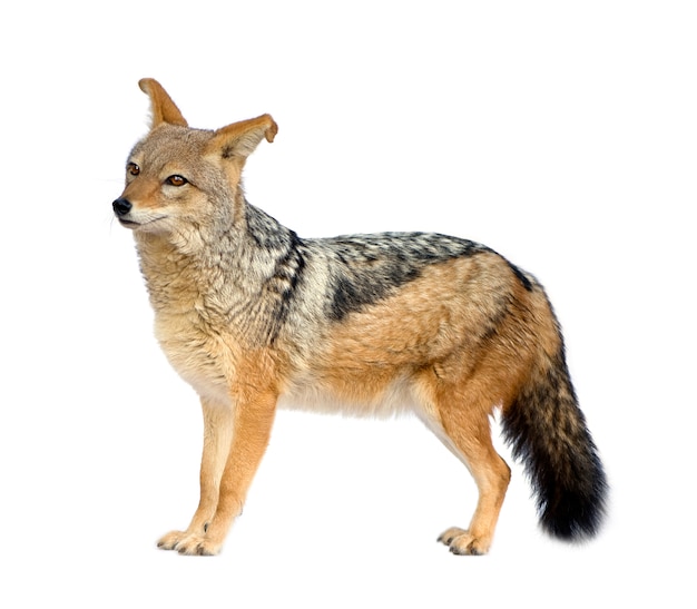 Black-backed jackal () - Canis mesomelas na białym tle