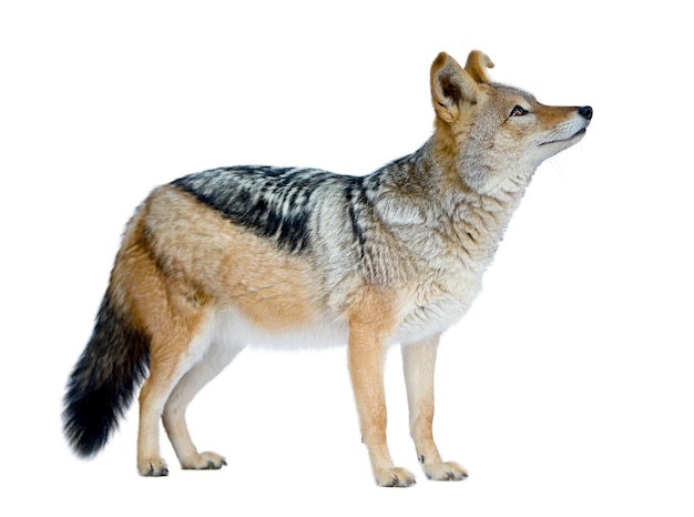 Black-backed jackal () - Canis mesomelas na białym tle