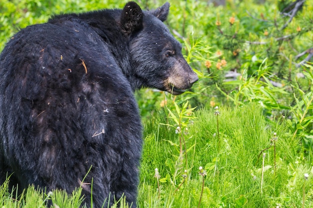 Black Bear