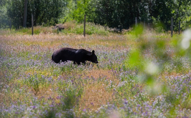 Black Bear