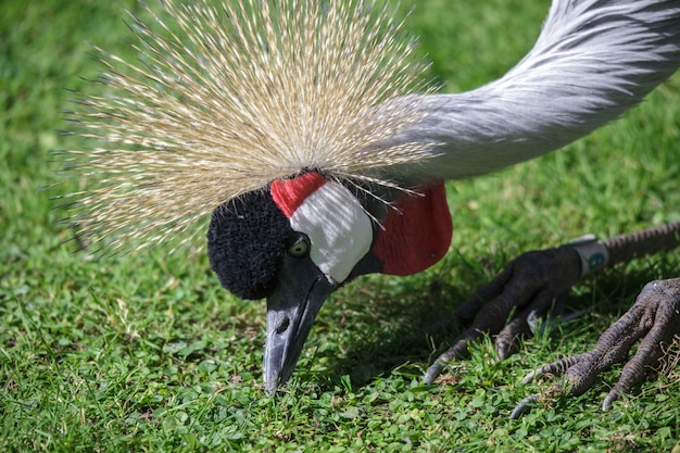 Black Crowned Crane Szuka Pożywienia