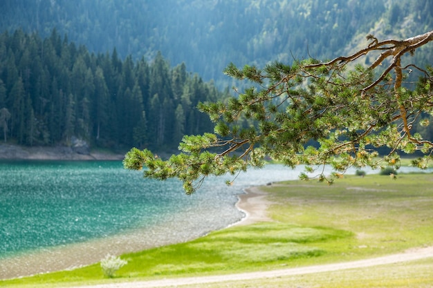 Black Lake Crno Jezero Park Durmitor Czarnogóra