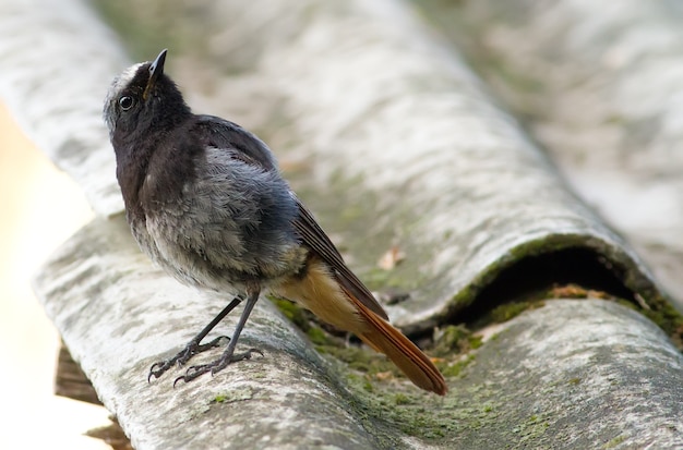 Black Redstart siedzi na łupkowym dachu