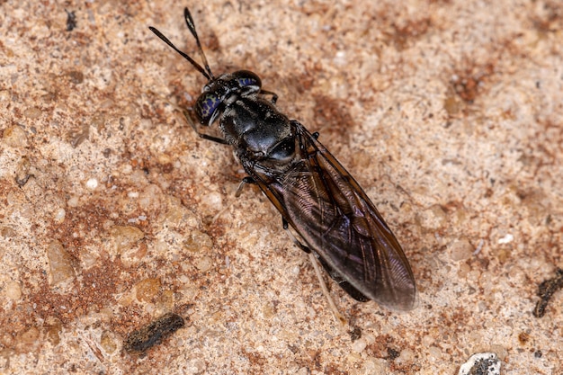 Black Soldier Fly z gatunku Hermetia illucens