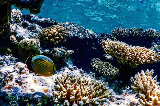 Black tailed butterflyfish (Chaetodon austriacus) Polyp butterflyfish, Coral fish, Wody tropikalne, Życie morskie