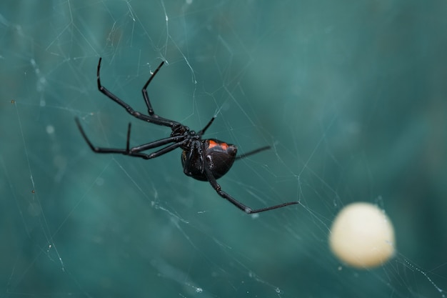 Zdjęcie black widow spider i egg sac