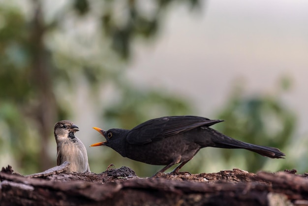 Blackbird I Sparrow W Sporze.