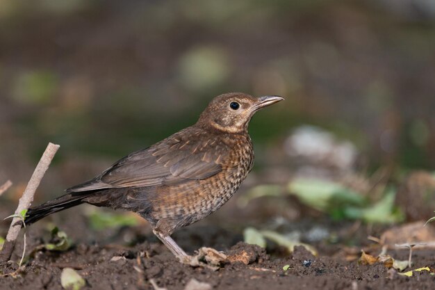 Blackbird Turdus merula jest pospolitym ptakiem.