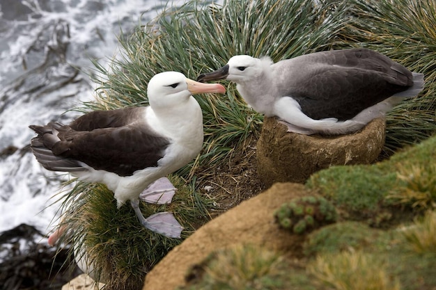 Blackbrowed Albatross Thalassarche melanophrys w The Rookery na wyspie Saunders w Falklandach Zachodnich w