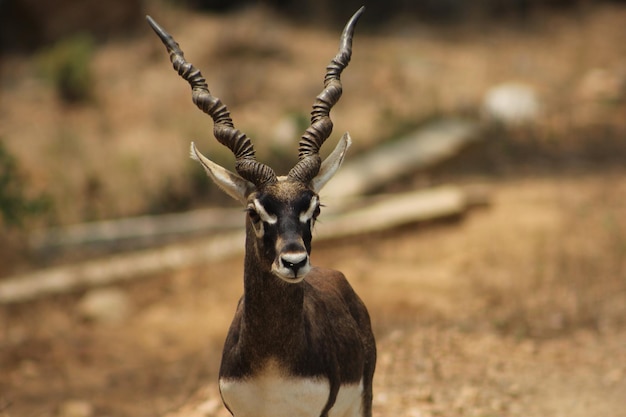 Blackbuck stojący na boisku