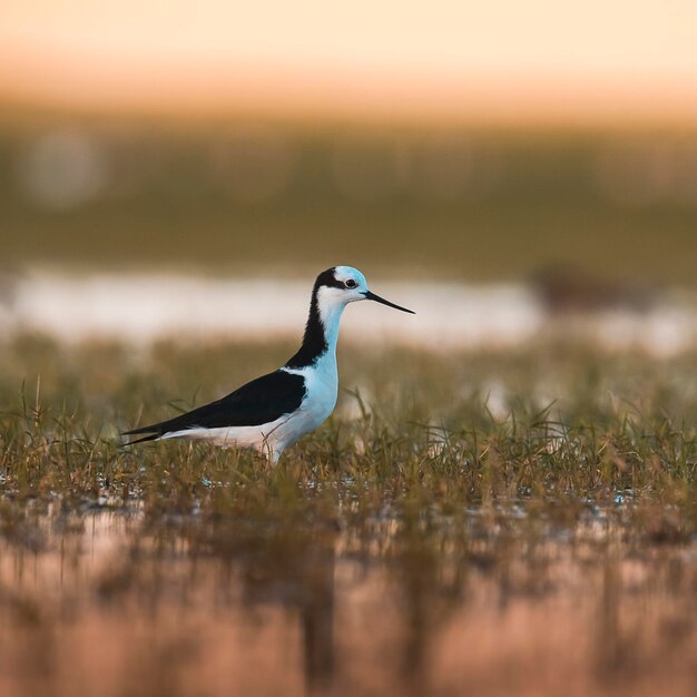 Blacknecked Stilt Patagonia Argentyna