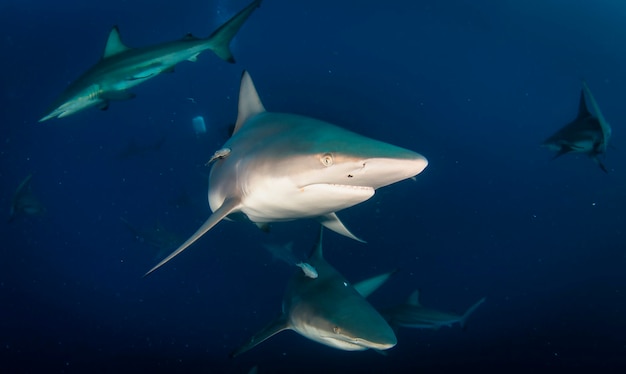 Blacktip Ocean Shark Pływanie W Tropikalnych Podwodnych. Rekiny W Podwodnym świecie. Obserwacja świata Zwierząt. Przygoda Z Nurkowaniem Na Wybrzeżu Rpa W Rpa