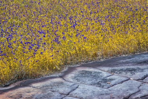 Bladderwort lub Utricularia delphinioides