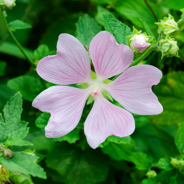 Bladopurpurowy ślaz z pięcioma płatkami na tle liści. Malva moschata. Lavatera